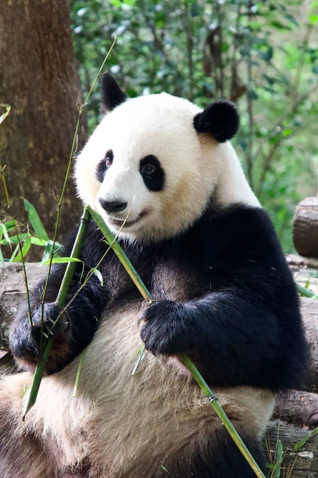Panda Base近景 route photo