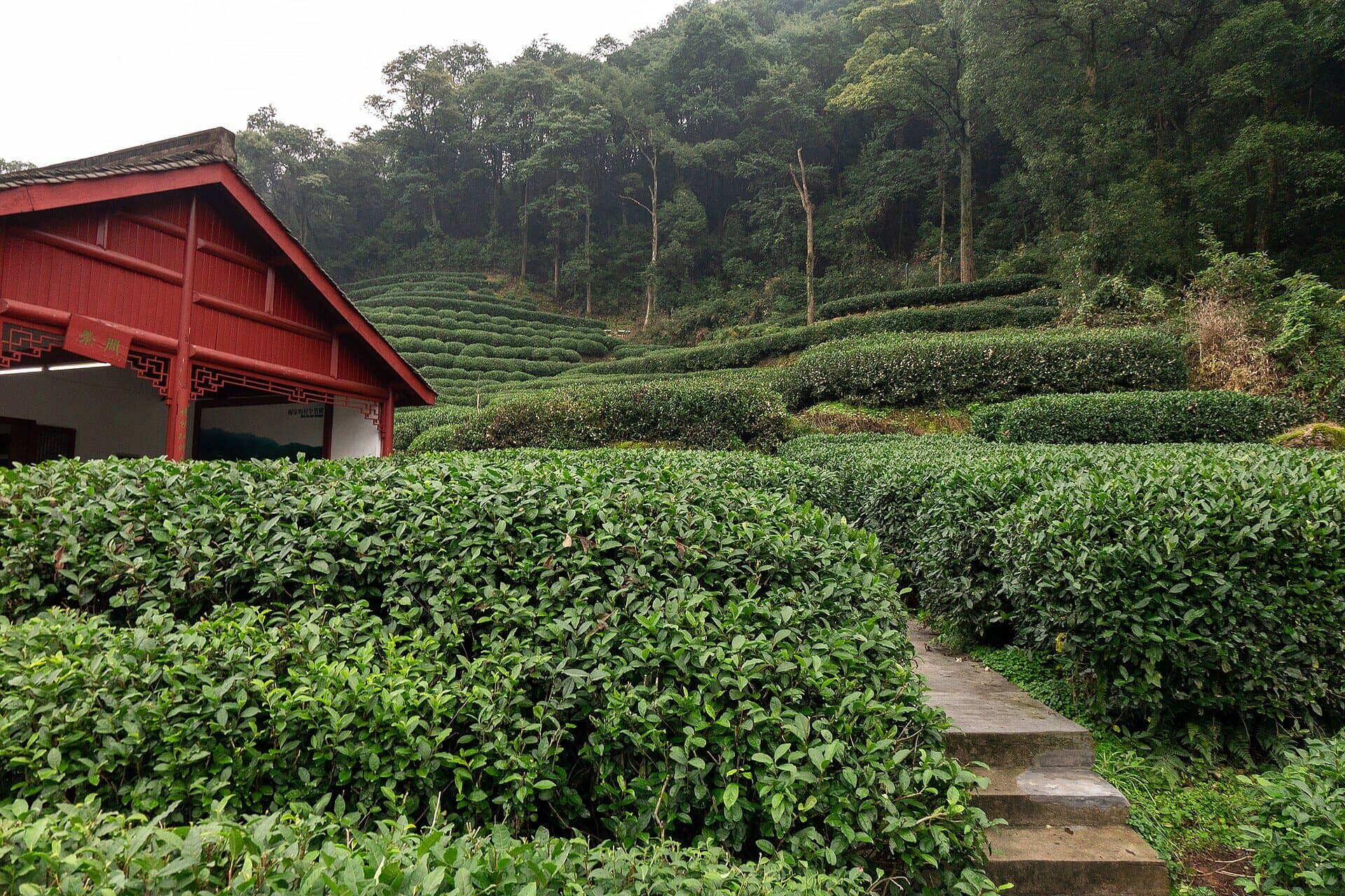 Tea-picking proof route photo