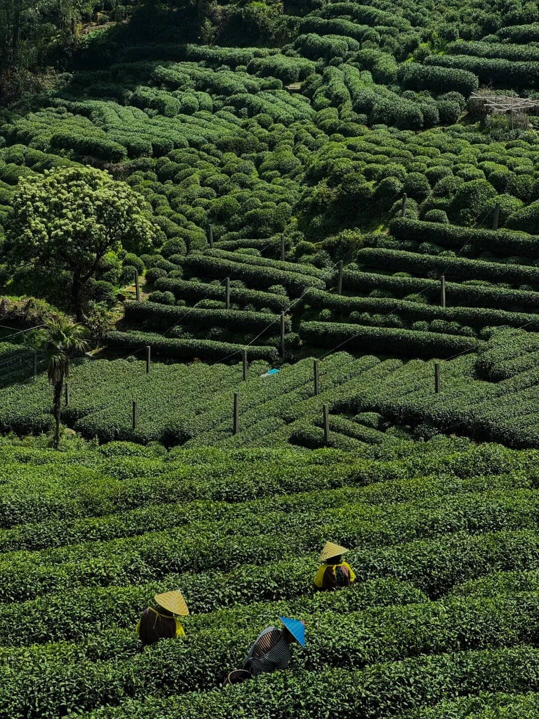 Longjing hillside tea view route photo