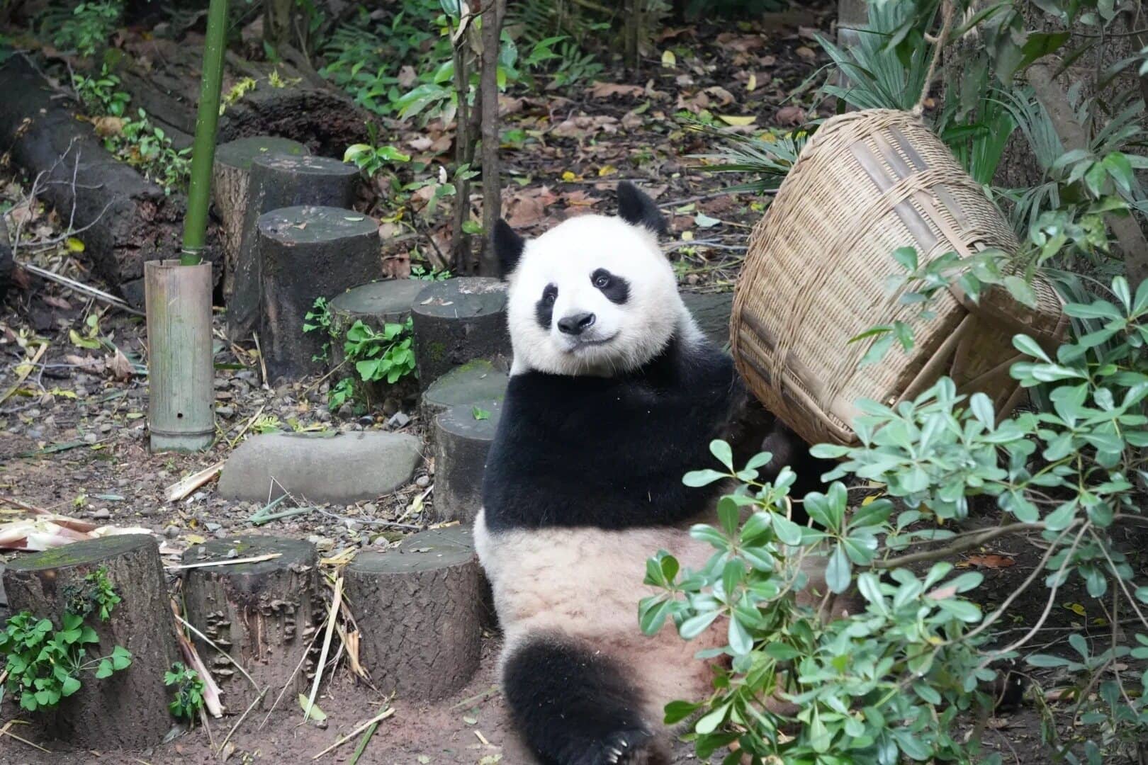 熊猫场地环境 route photo