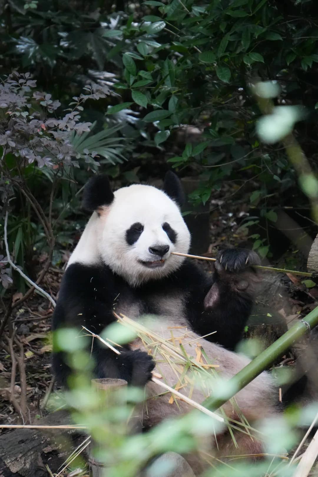 Chengdu Panda Base for a Chengdu Chongqing Wulong route
