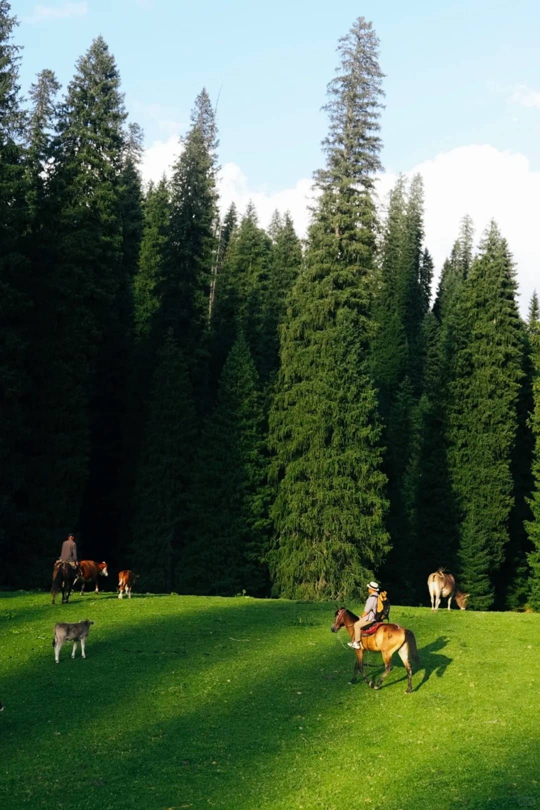 Kurdening forest layer route photo