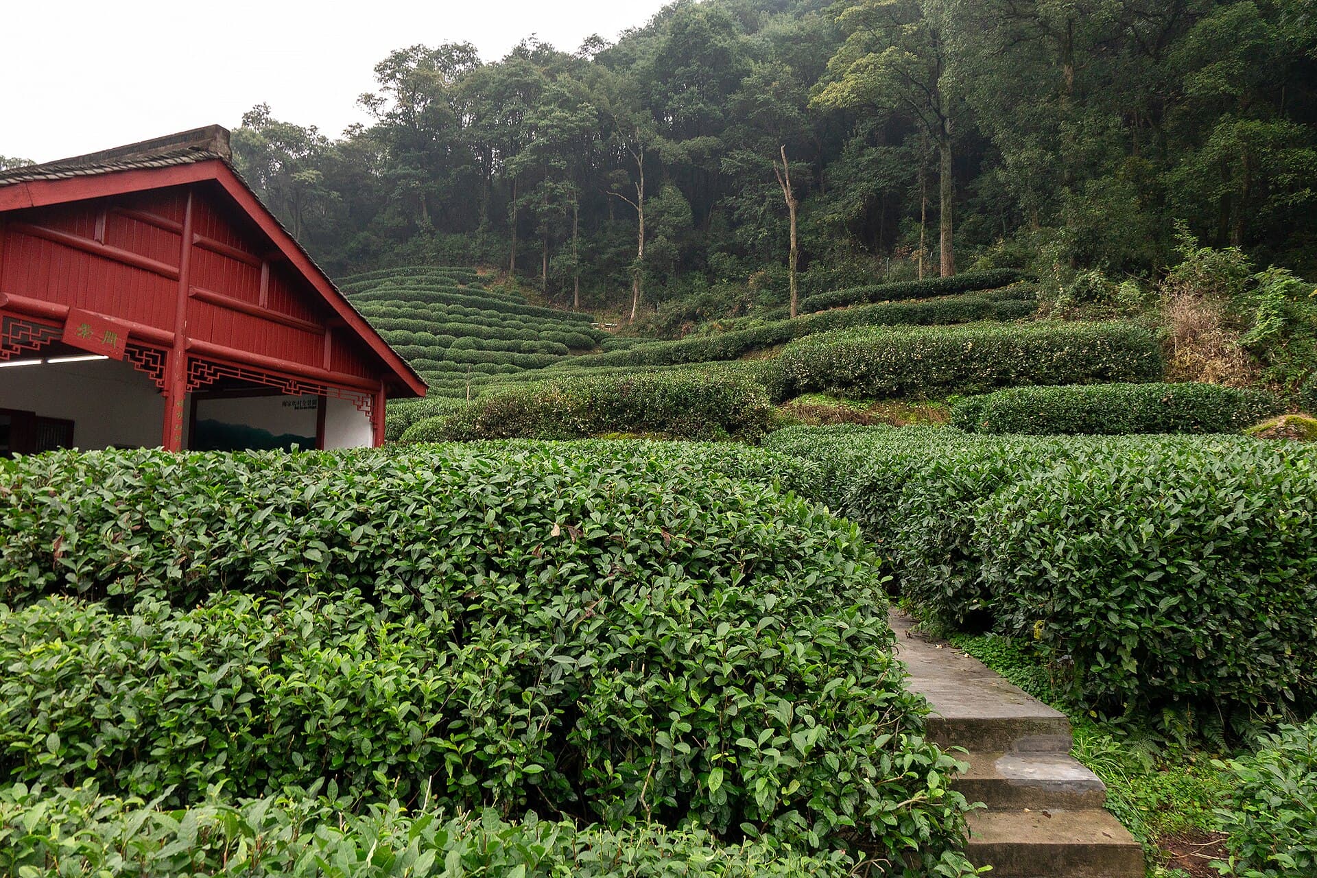 Longjing tea fields near Hangzhou