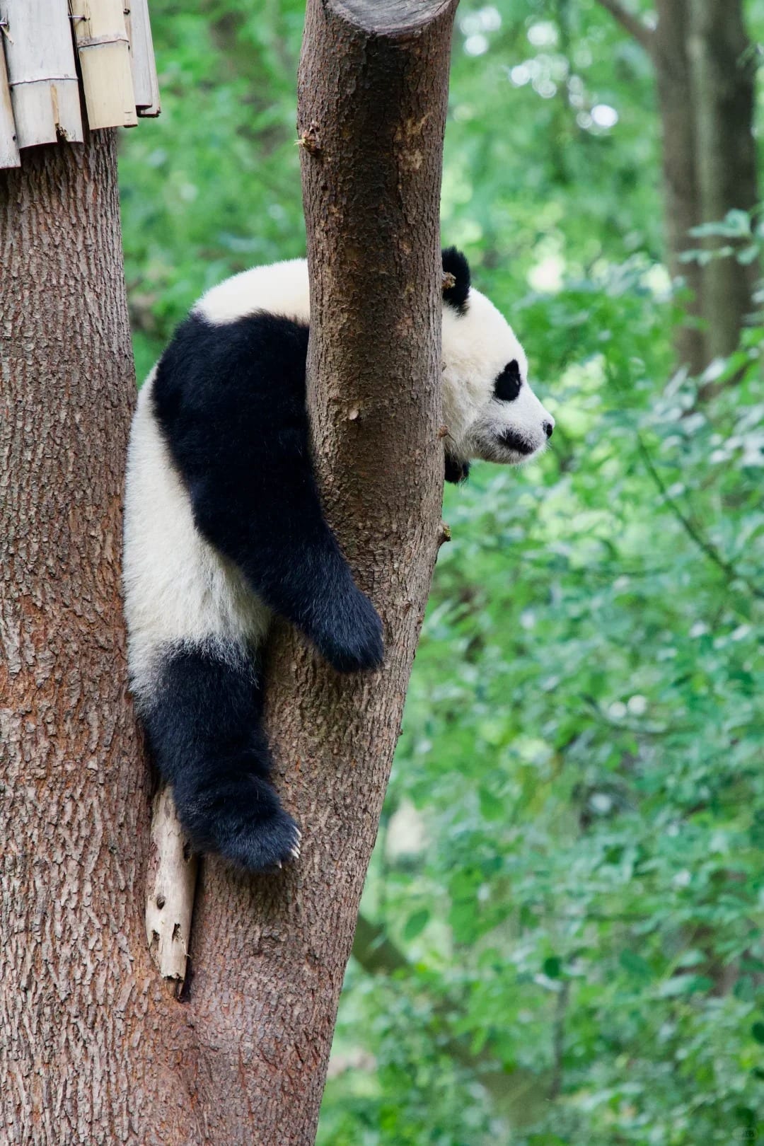 Giant panda among bamboo at Chengdu Panda Base for a Beijing Xian Chengdu Shanghai route