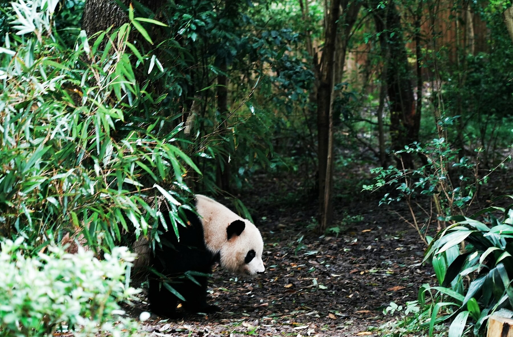 Chengdu Panda Base for a Sichuan route example