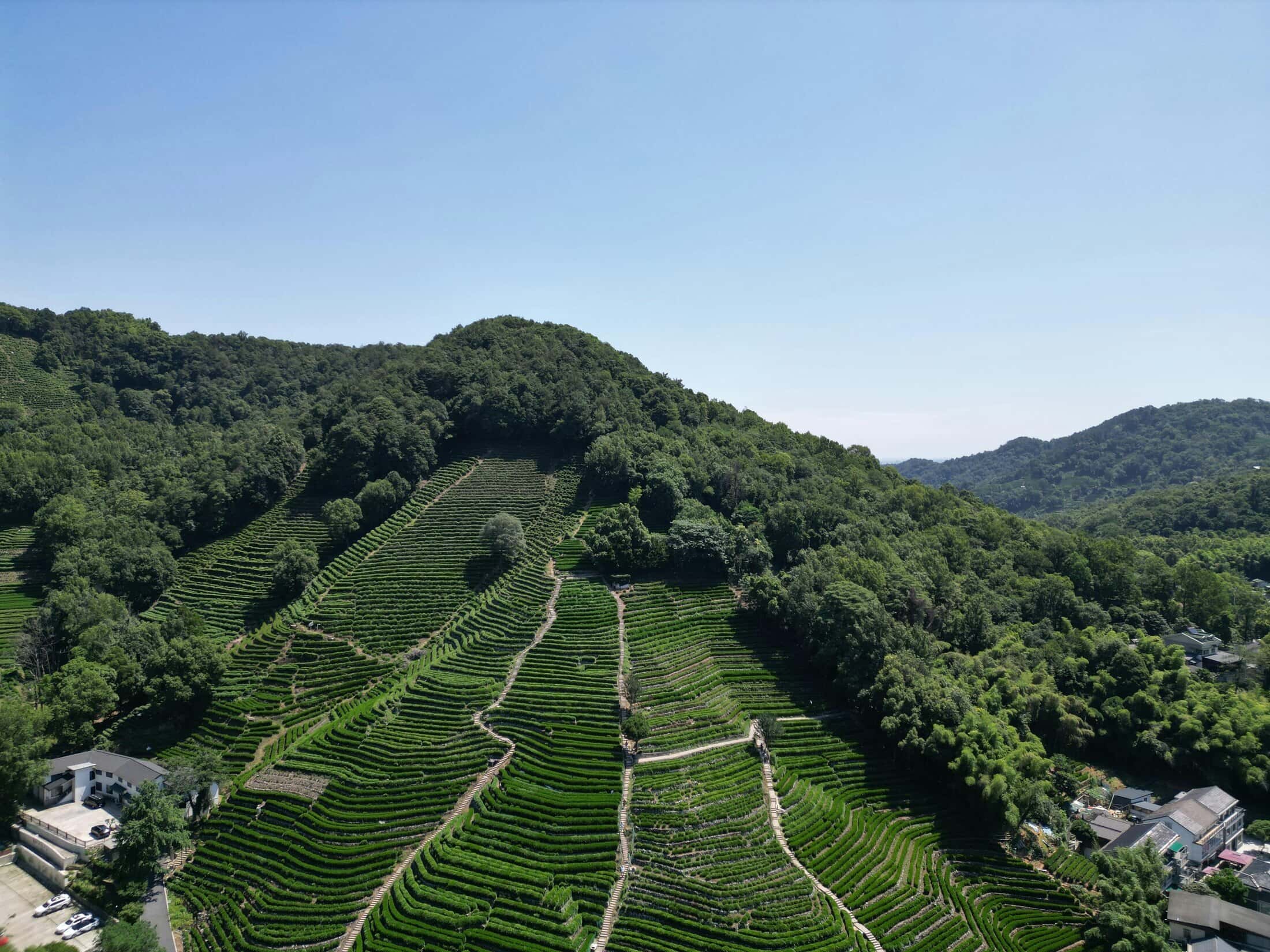 Tea mountain