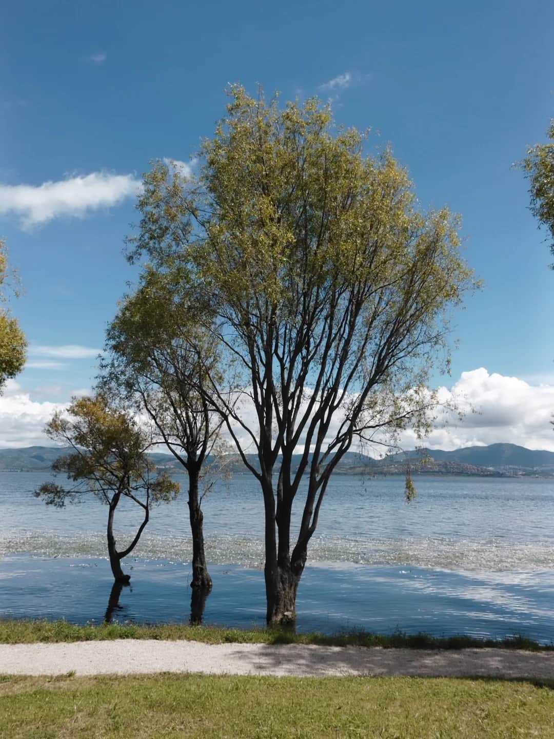 Erhai waterside trees route photo