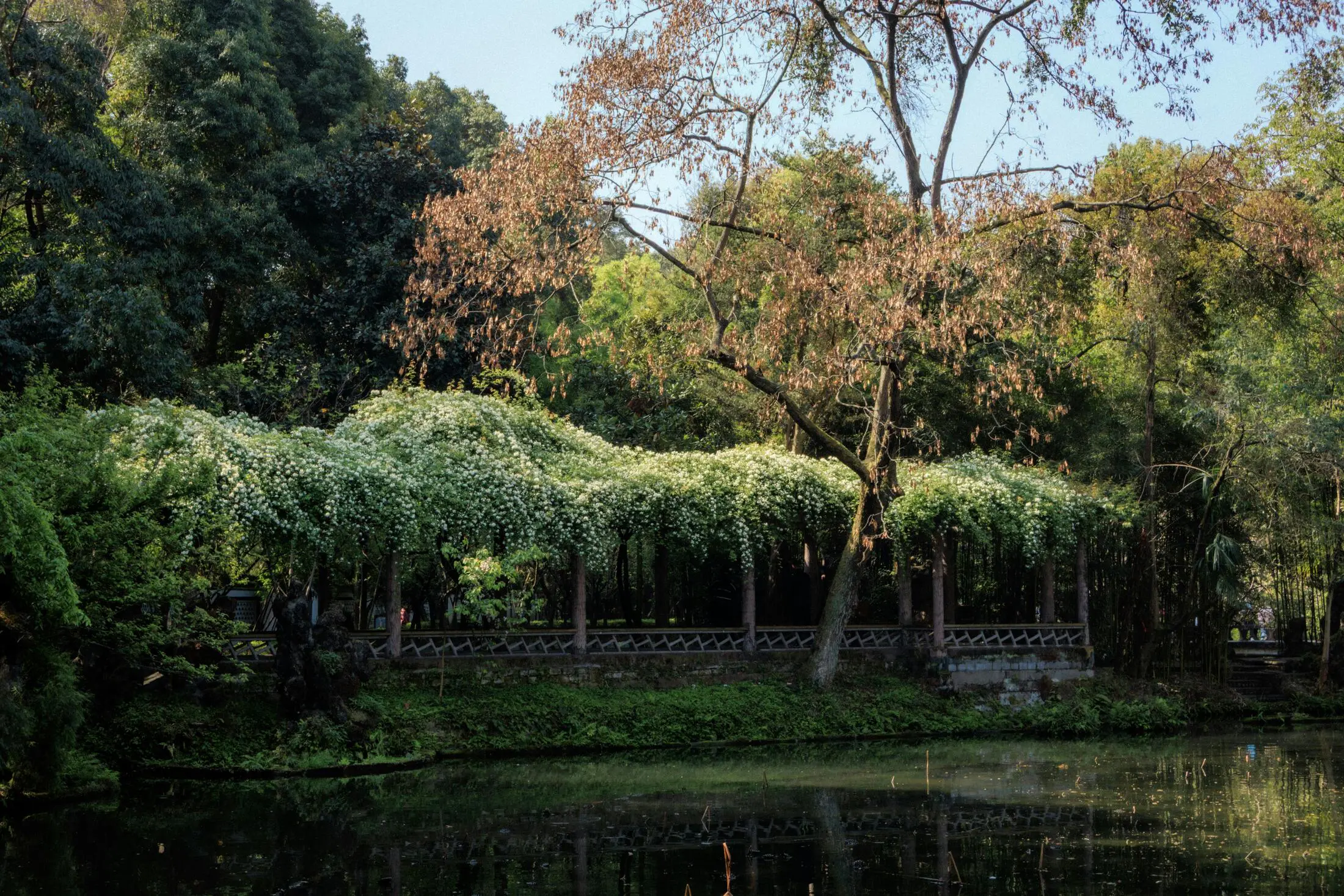 Chengdu People's Park teahouse route rhythm