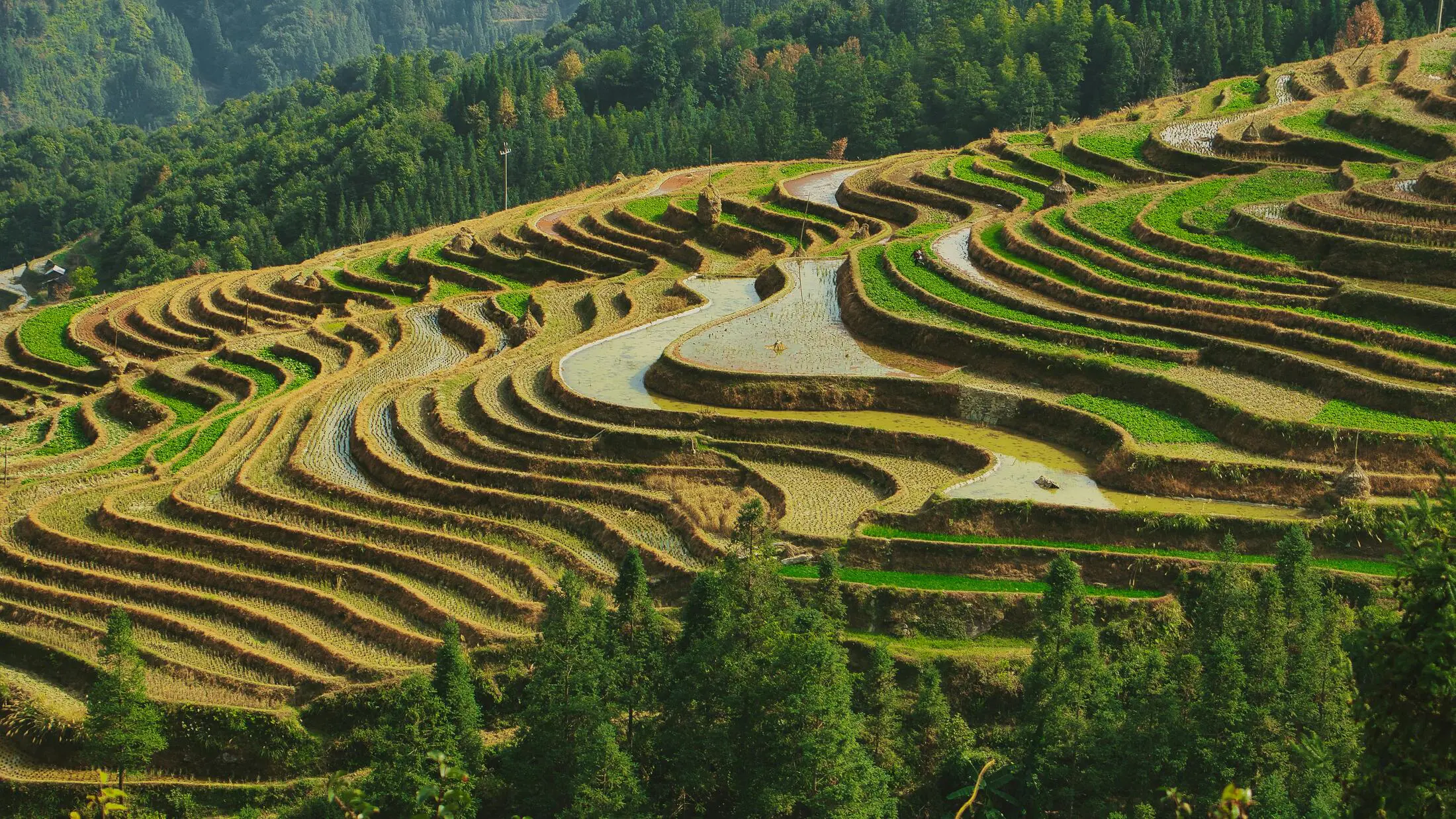 Longji rice terraces as optional scenic extension