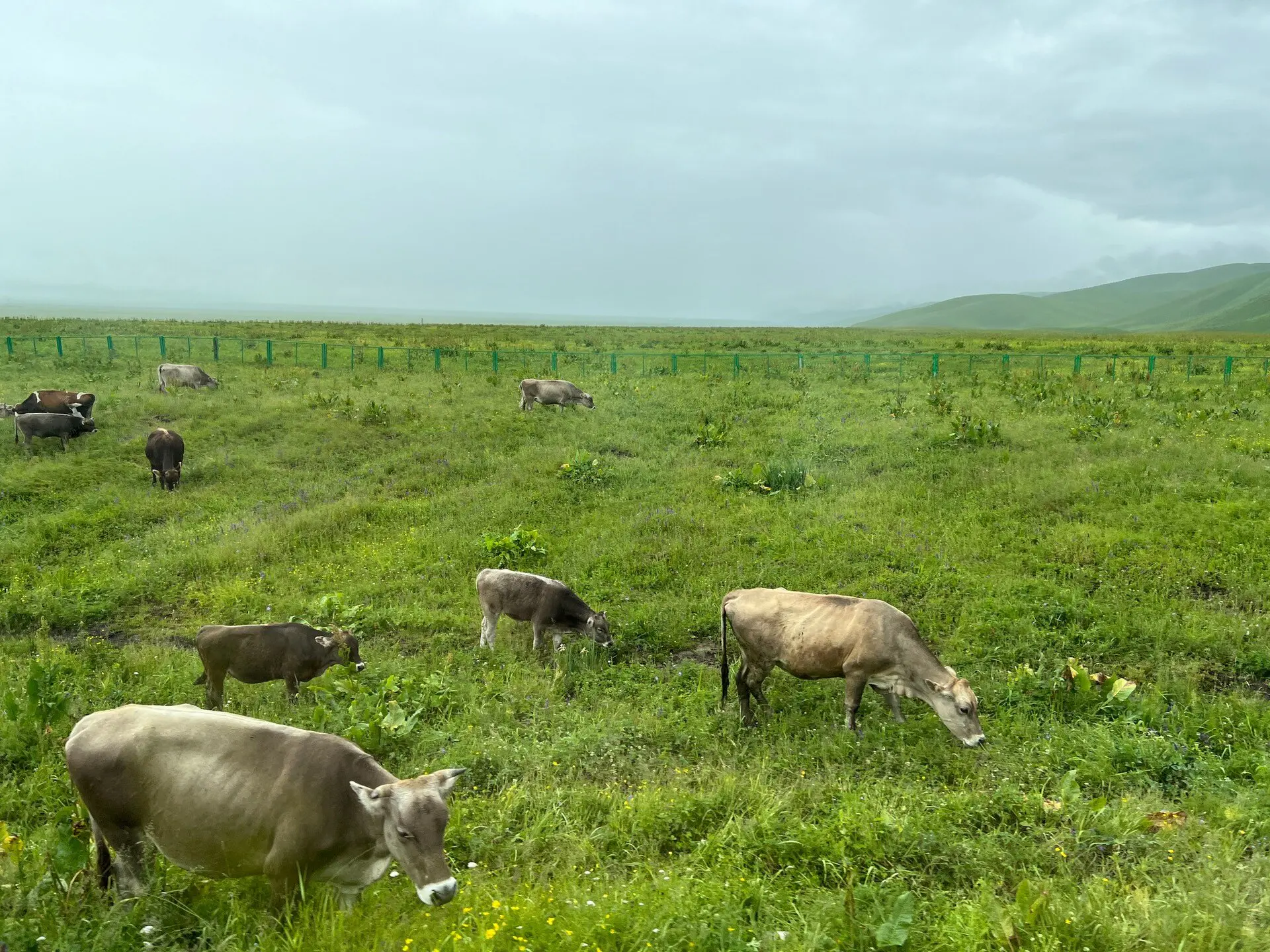 Xinjiang grassland