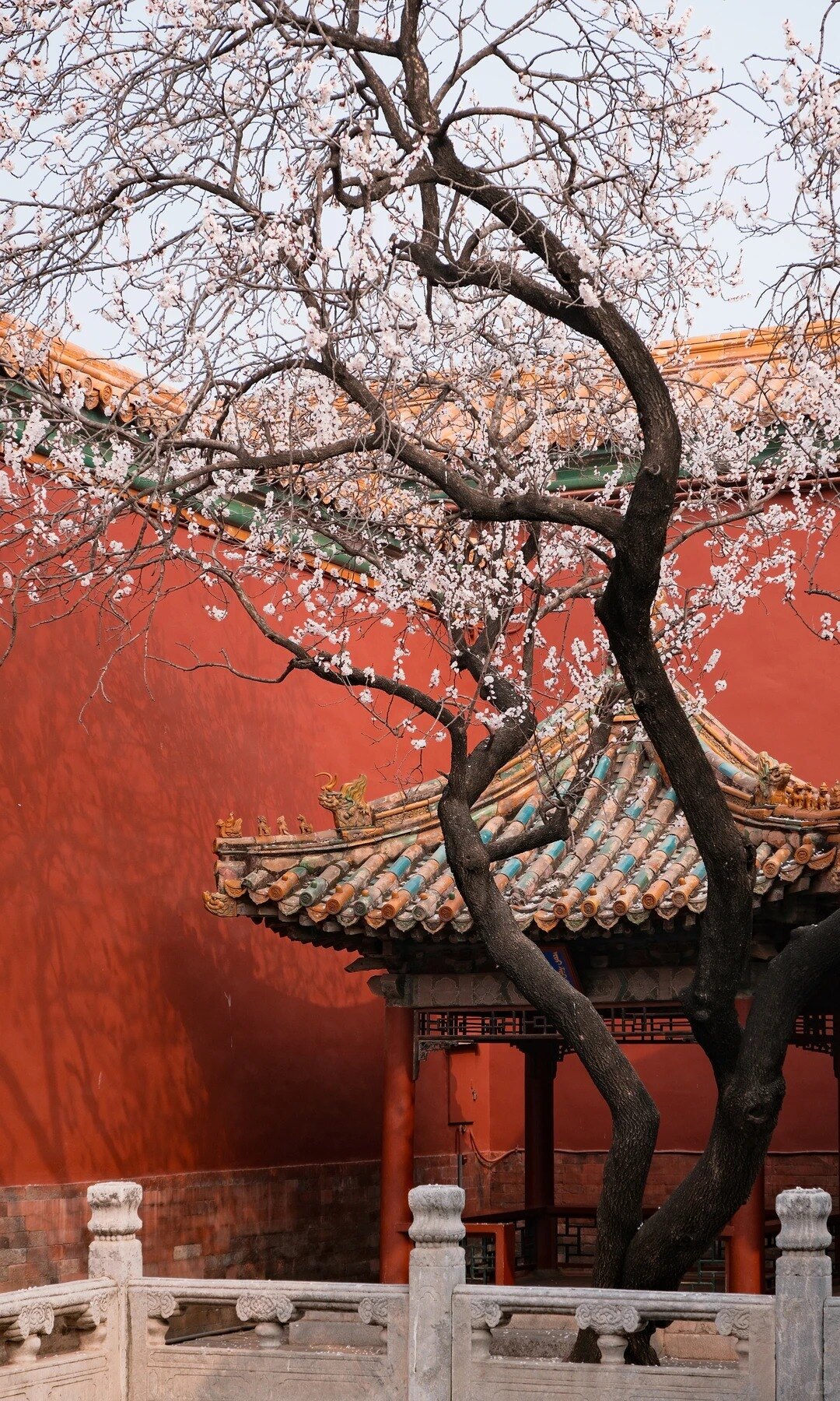 故宫春日红墙 route photo