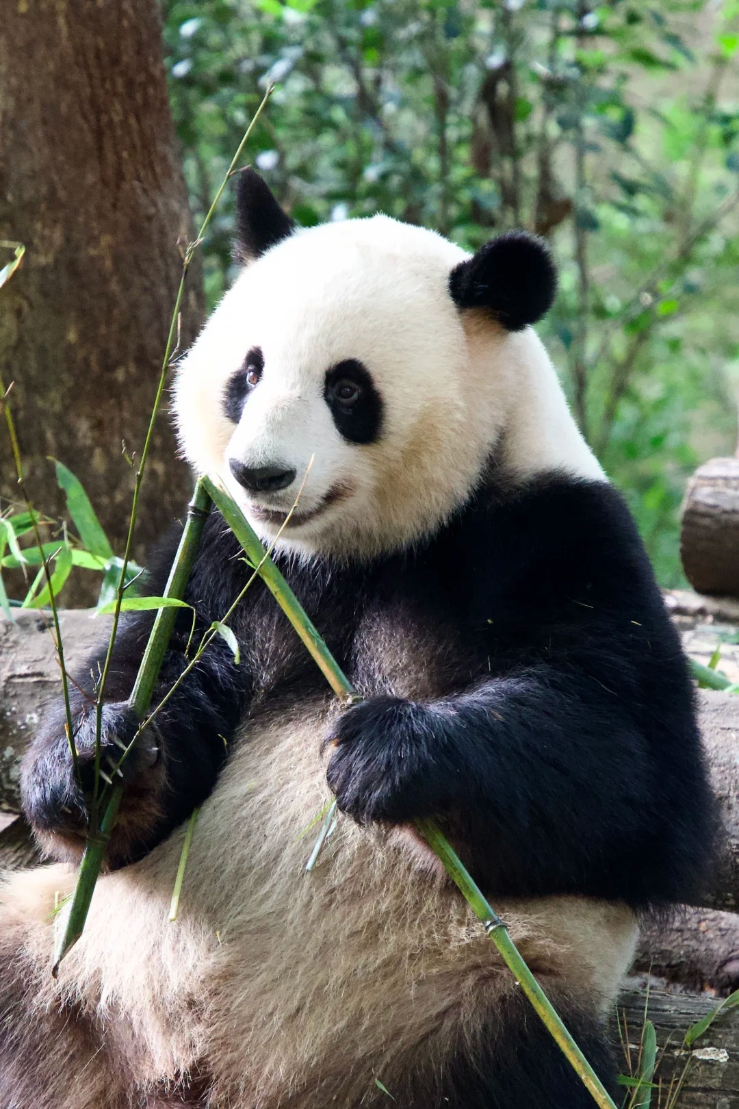 Panda close-up layer route photo