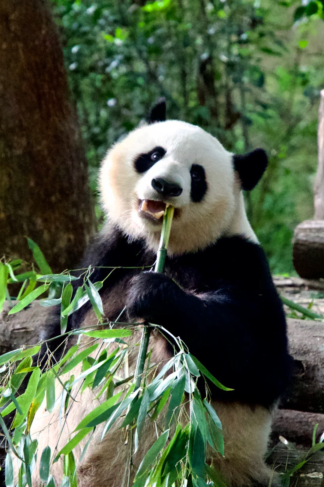 Chengdu panda for a classic family pandas and Guilin route