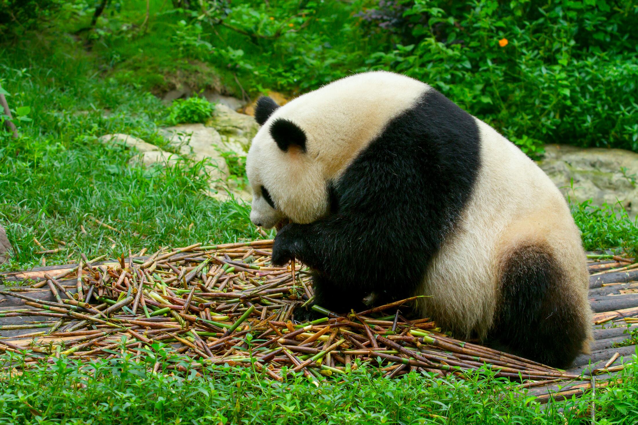 Food and Pandas