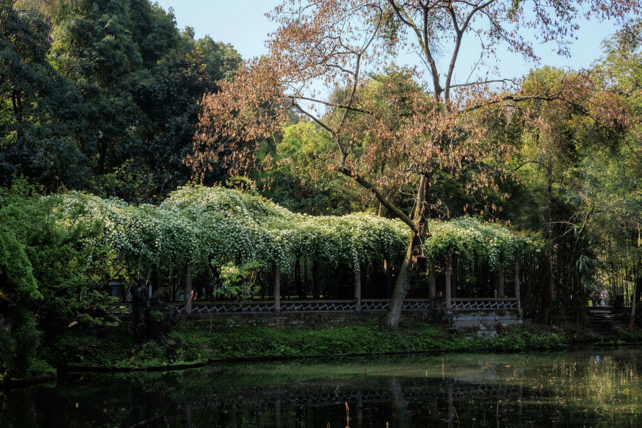 Chengdu People's Park teahouse route rhythm