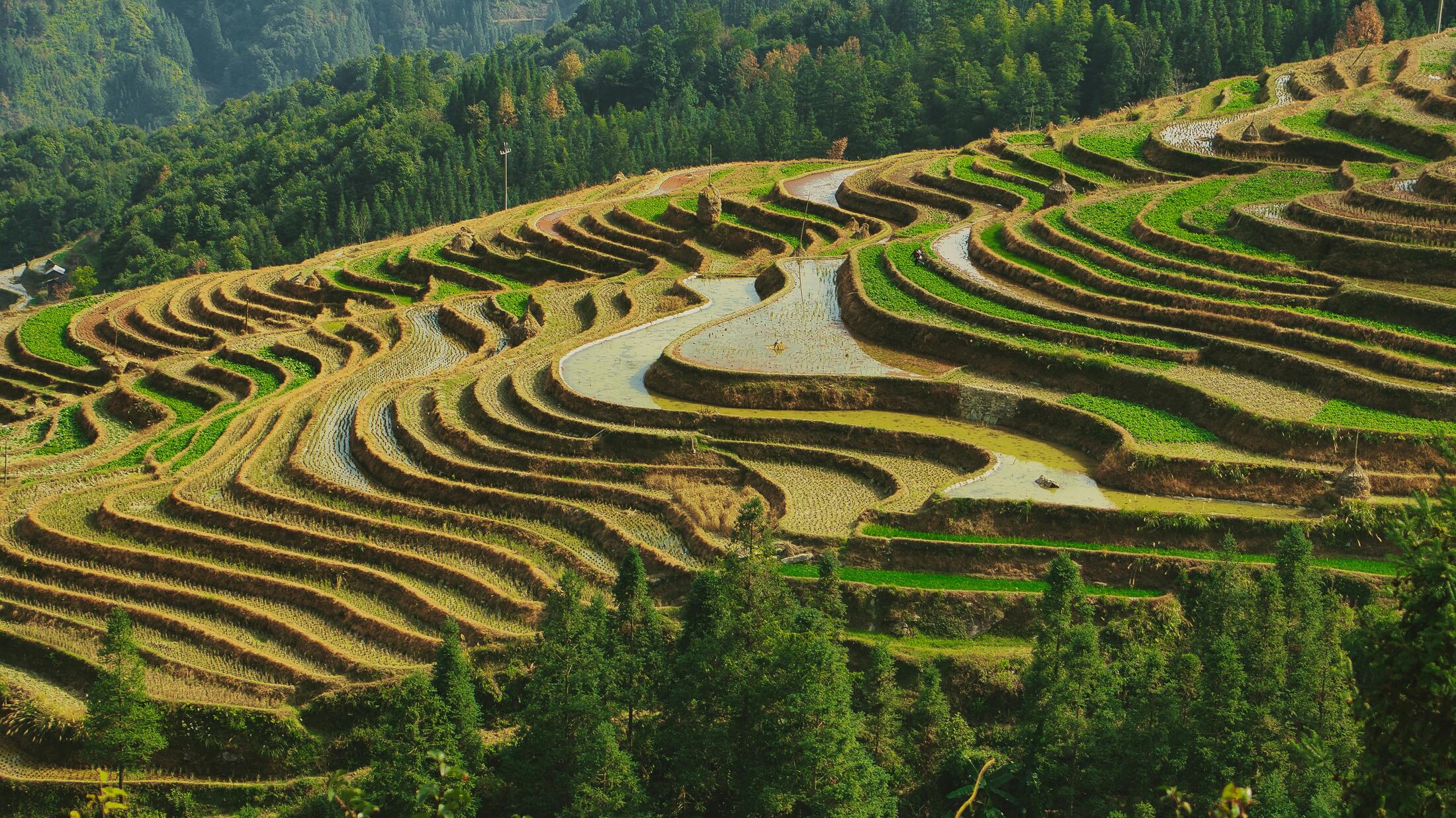 Longji rice terraces as optional scenic extension