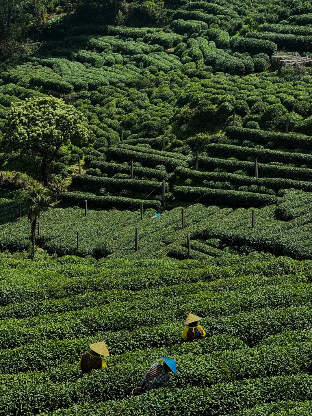 Jiuxi green buffer route photo