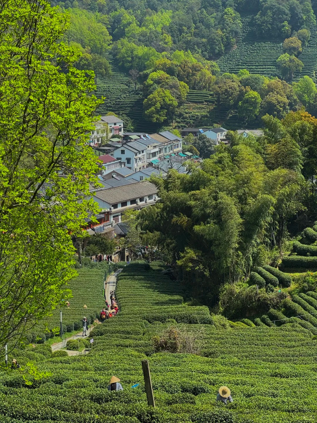 Tea-picking proof route photo
