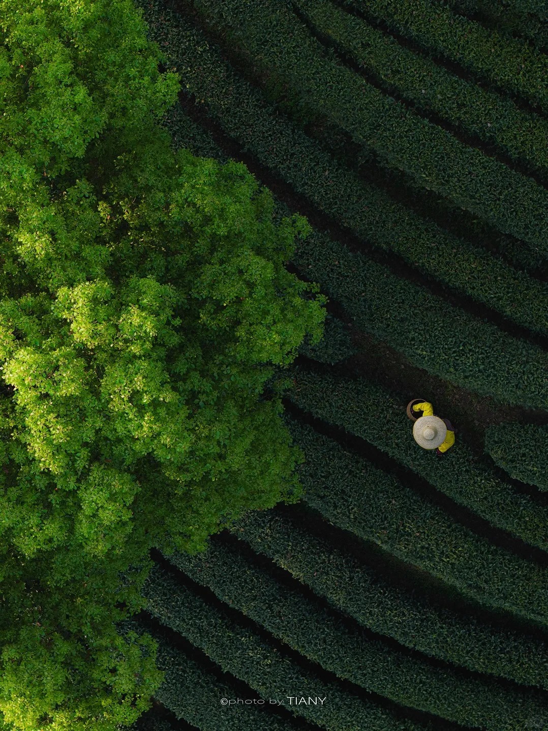 Longjing tea terraces route photo