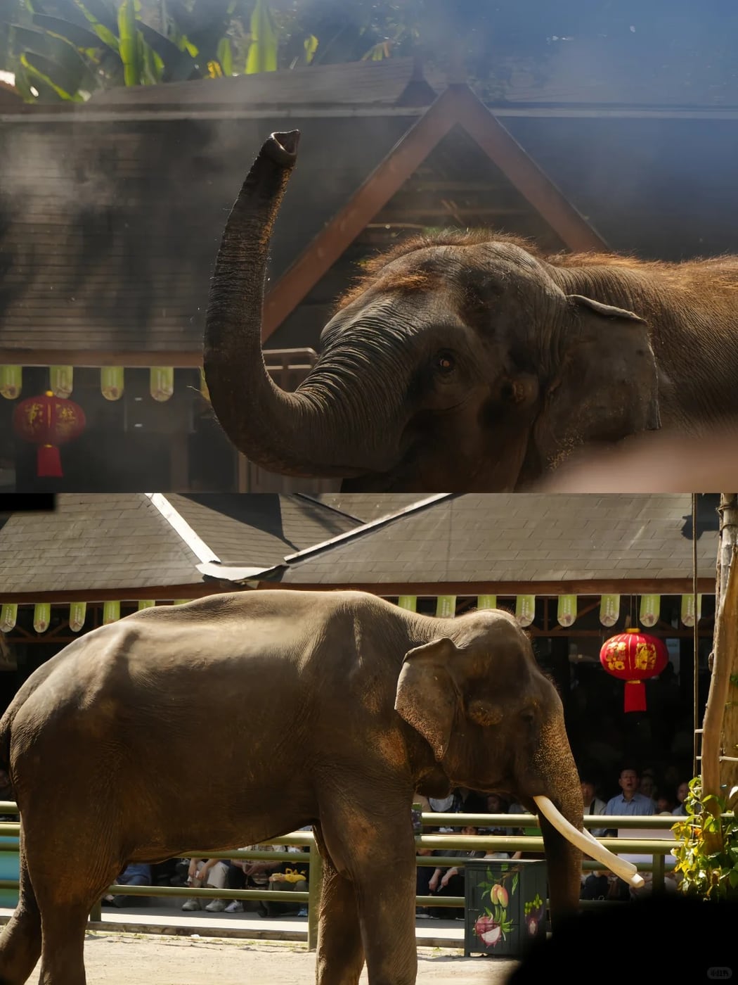 Banna rainforest and elephant option route photo
