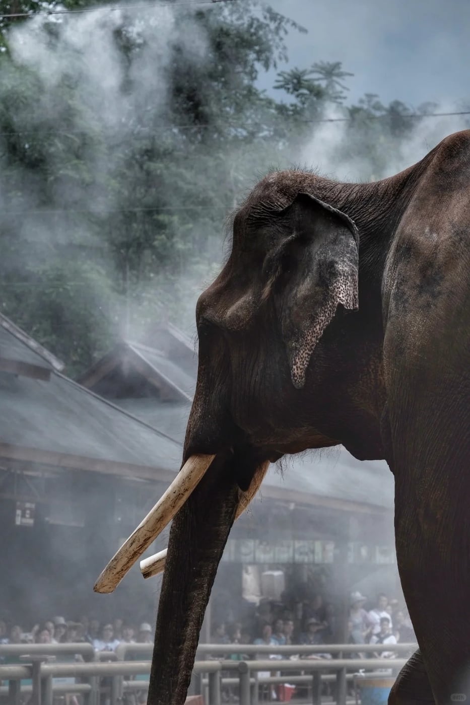 Banna rainforest and elephant option route photo