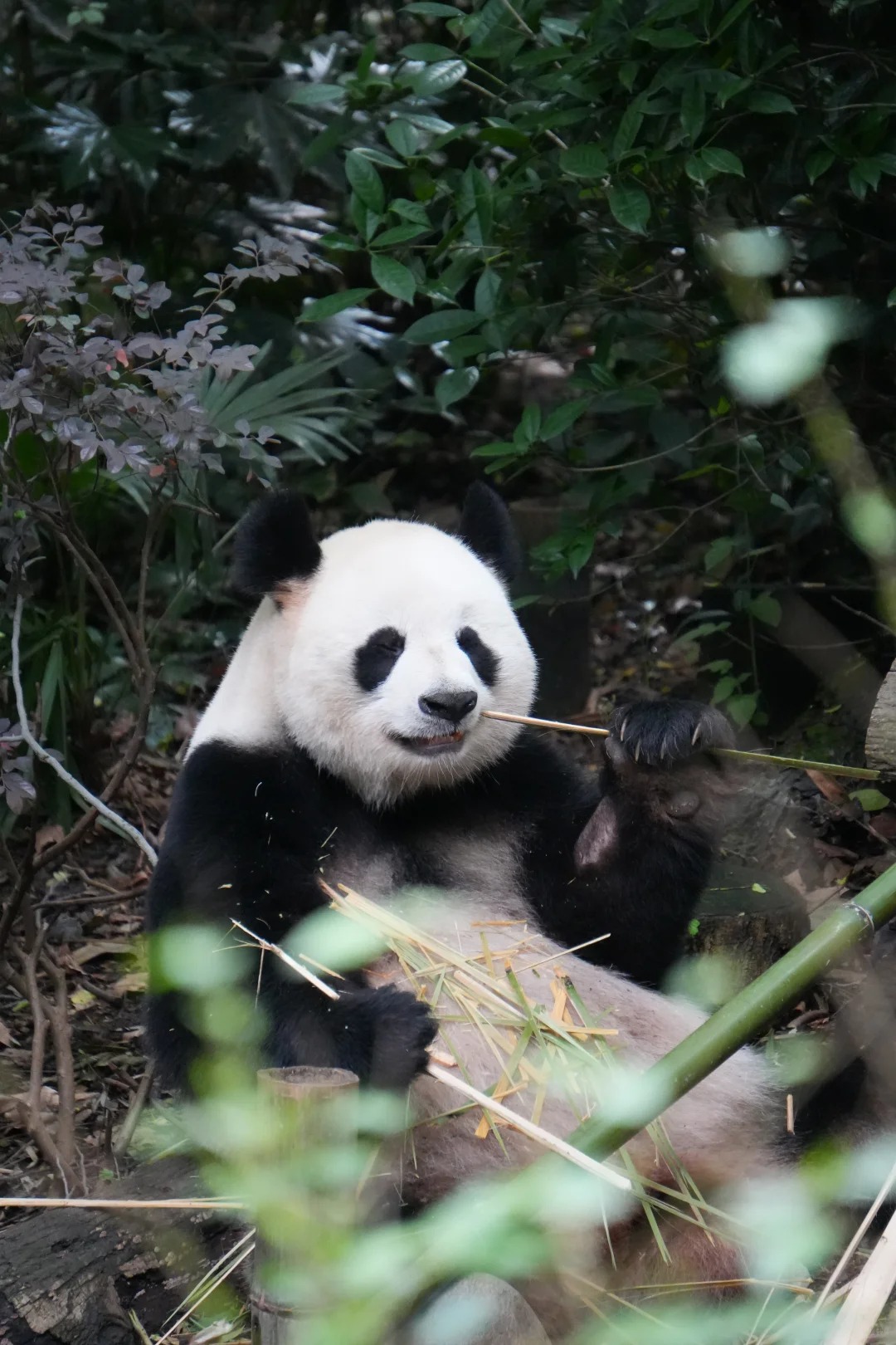 Chengdu Panda Base for a Chengdu Chongqing Wulong route